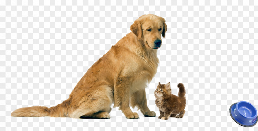 Golden Retriever Puppy Dog Breed Kitten Cat PNG