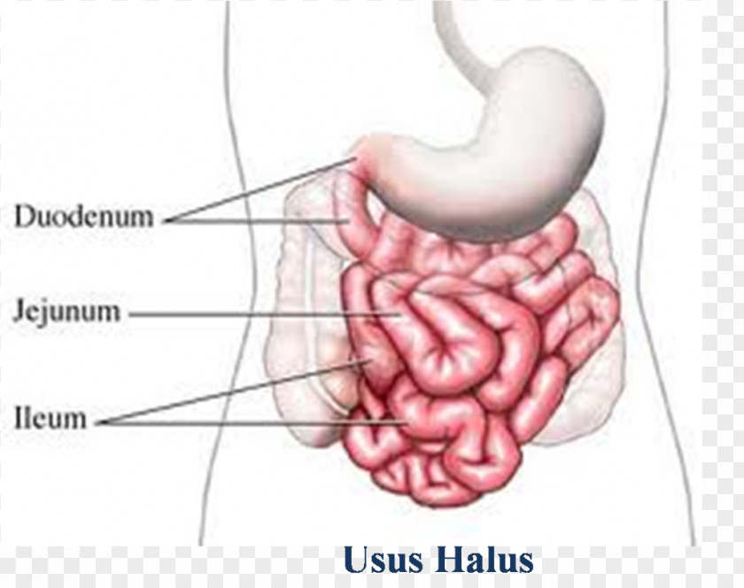 Intestine Small Large Gastrointestinal Tract Ileum Digestion PNG