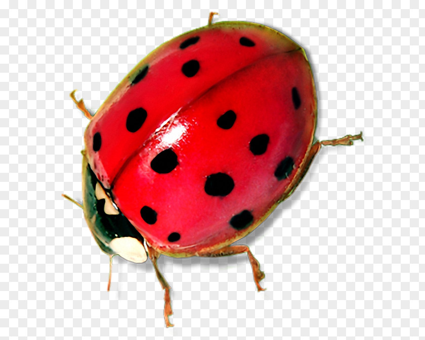 Lovebug Ladybird Beetle Seven-spot Clip Art PNG