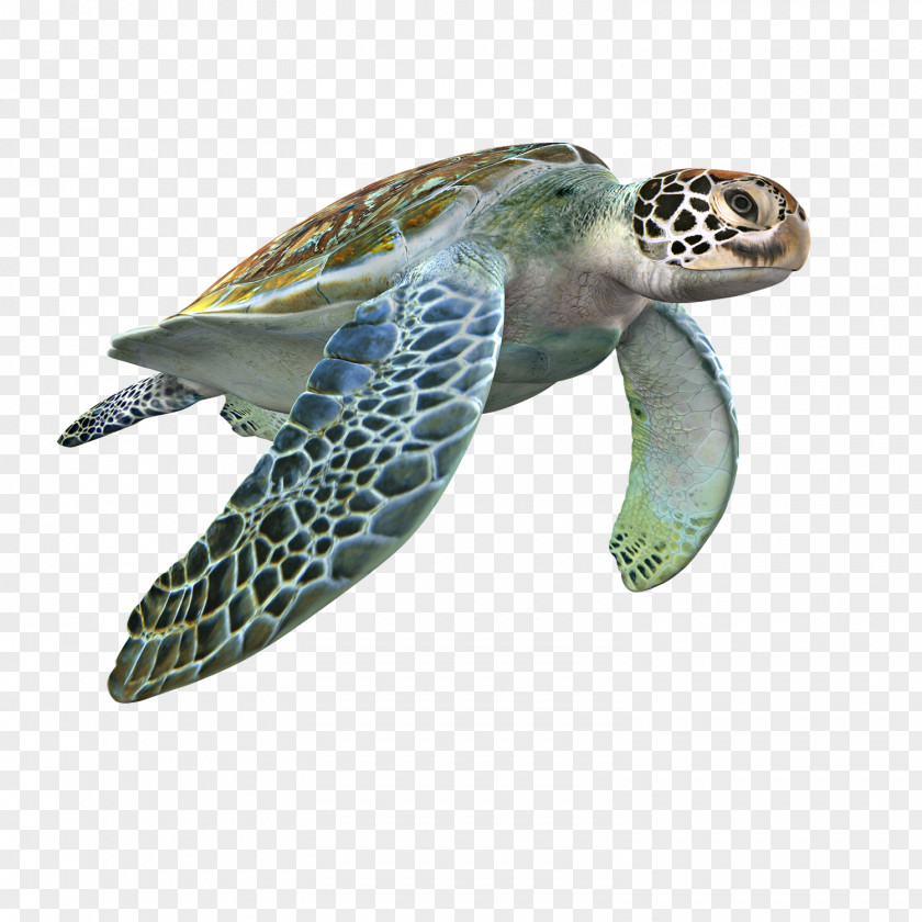 Motion Model Loggerhead Sea Turtle 3D Modeling Computer Graphics TurboSquid Texture Mapping PNG