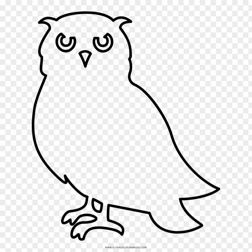 Owl Little Black And White Drawing Coloring Book PNG