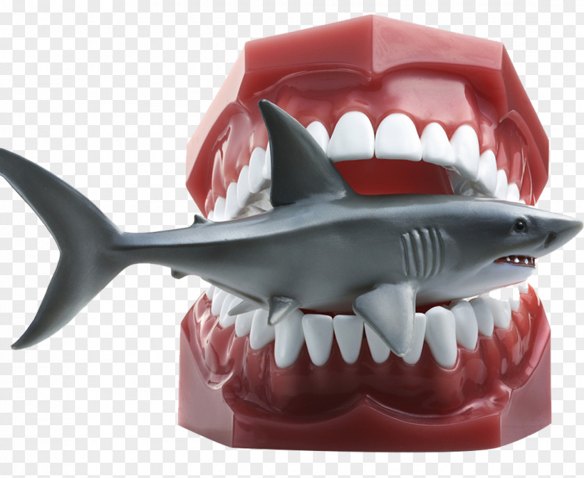 Shark Model Getty Images Stock Photography Download PNG