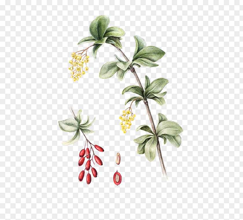 Berberis Insignia Flowering Plant Fruit Stem Leaf PNG