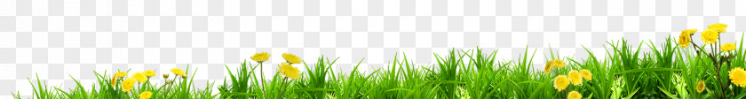 Grass Meadow Lawn Energy Wheatgrass Sunlight PNG