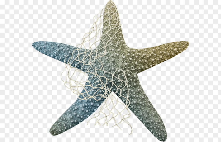 Starfish Clip Art Marine Life Echinoderm Sea Creatures PNG