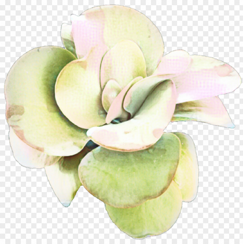 Flower Magnolia Lily Rose Eid Al-Fitr PNG