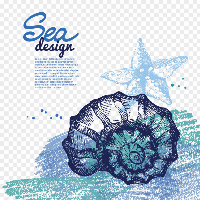 Hand Drawn Snail And Starfish Drawing Seashell Clip Art PNG
