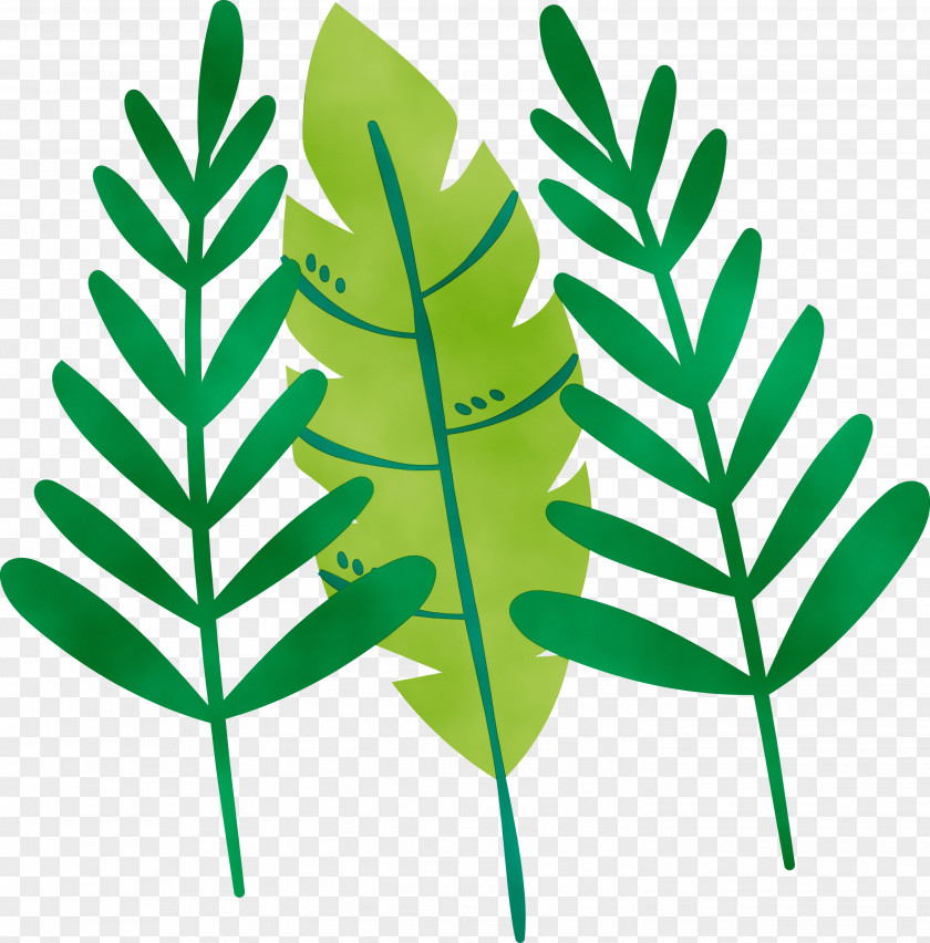 Leaf Plant Stem Vascular Herbal Medicine Font PNG