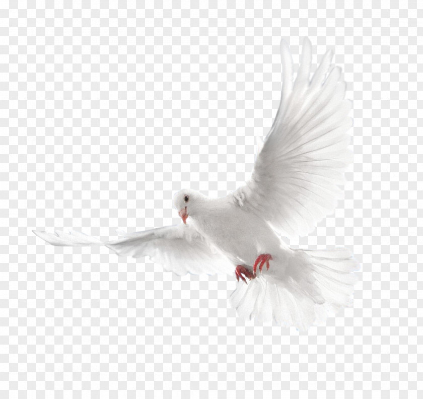 White Flying Pigeon Image Columbidae Holy Spirit Doves As Symbols PNG