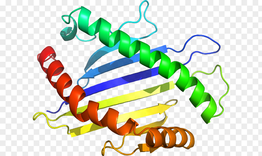 Beta2 Microglobulin Alpha Chain Sequence Domain Of A Function Body Jewellery Clip Art PNG