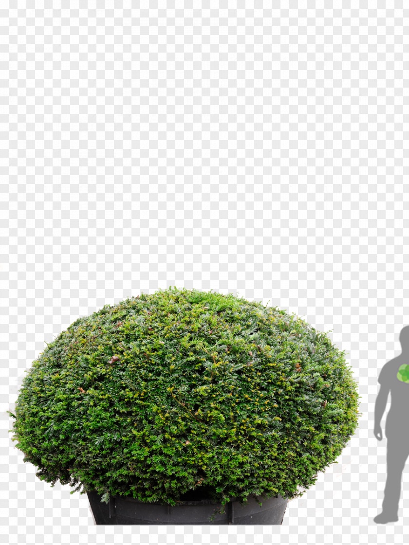 English Yew Tree Conifers Hedge Evergreen PNG