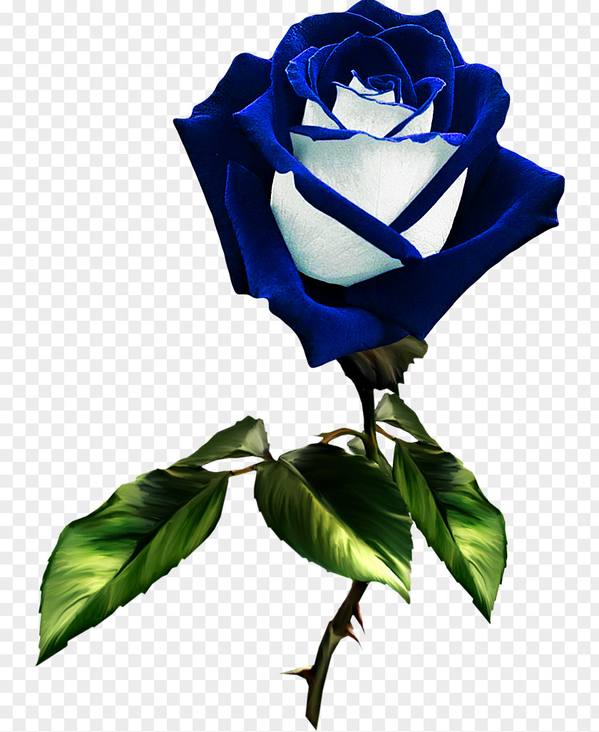 Flower Garden Roses Blue Rose Rosa Gallica PNG