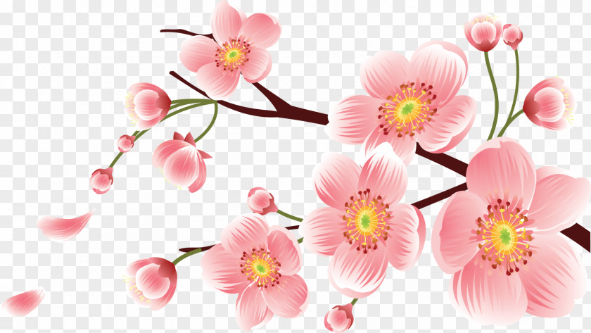 Https://www.shutterstock.com/image Photo/close Wom Peach Floral Design Cherry Blossom PNG