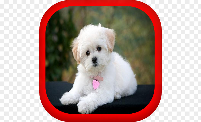 Puppy Maltese Dog Yorkshire Terrier Jack Russell Rat PNG