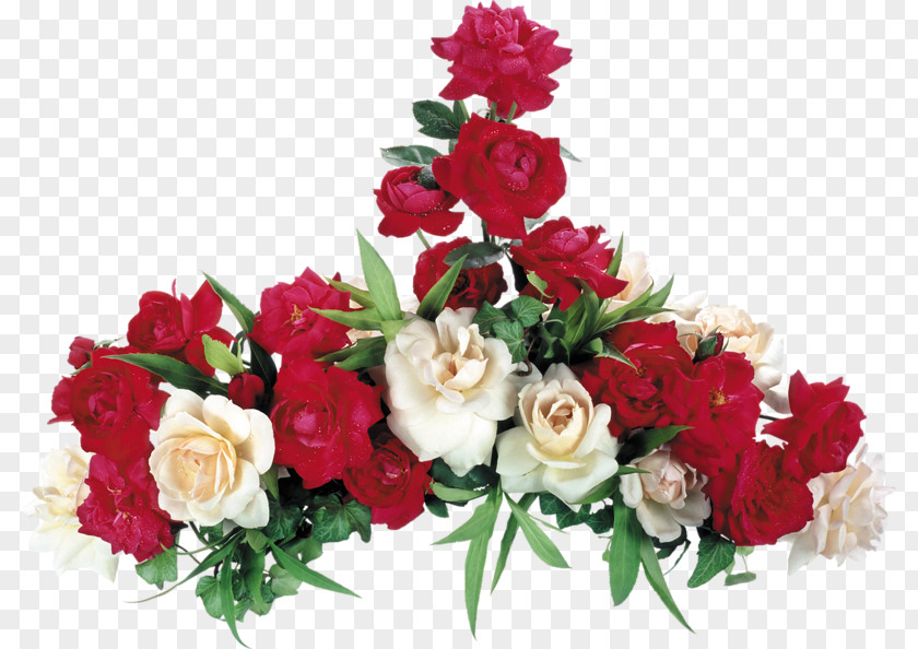 Rose Garden Roses Desktop Wallpaper Flower Red PNG