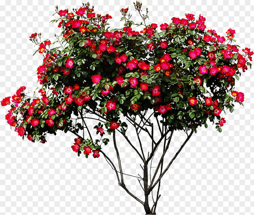 Annual Plant Shrub Flower Flowering Tree Bougainvillea PNG