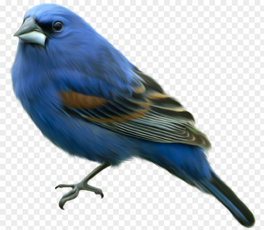 Bird Domestic Canary Eastern Bluebird Finches Reptile PNG