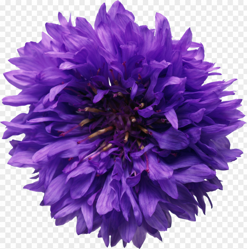 Chrysanthemum Flower Chemistry Experiment Chemical Reaction Sodium PNG
