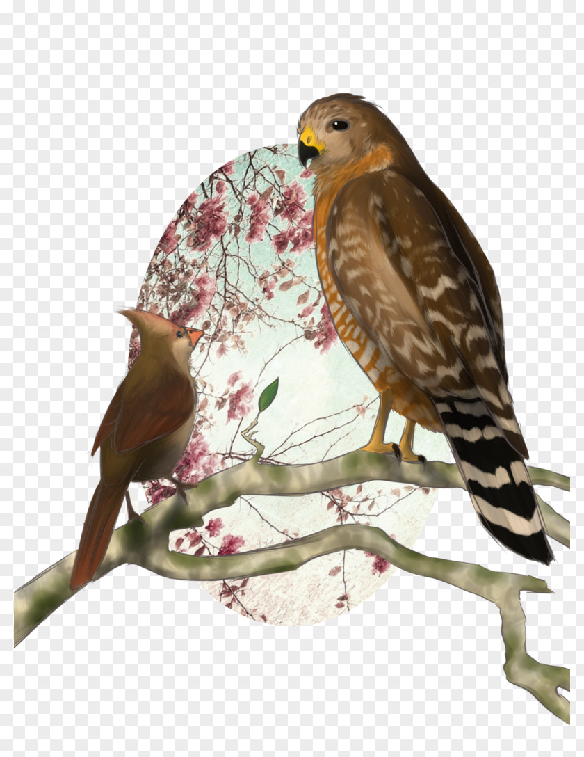 Flower Hawk Finches Buzzard Falcon PNG