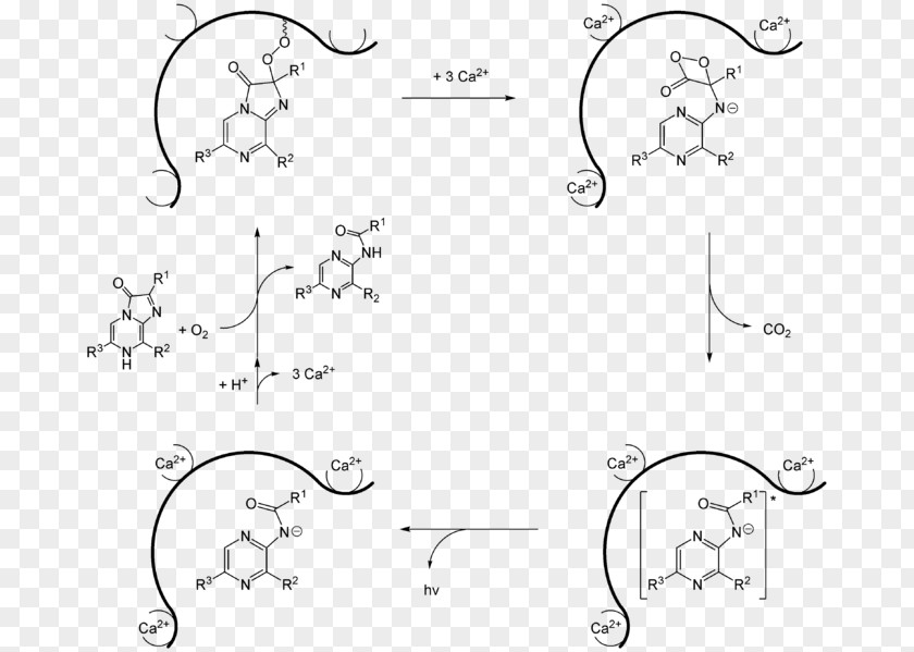 Mechanism Jellyfish Aequorin Coelenterazine Bioluminescence Luciferin PNG