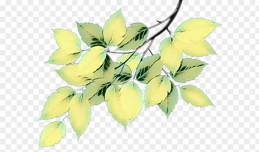 Plant Stem Leaf Flowering Branching Plants PNG