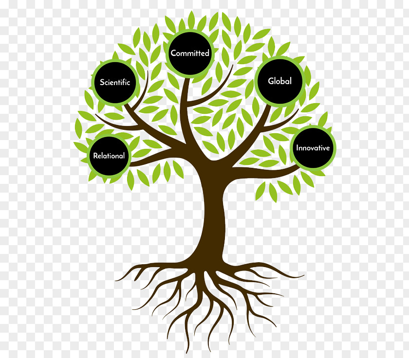 Tree Drawing Root Clip Art PNG