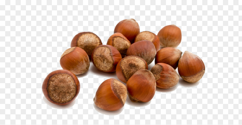 Acorn Hazelnut Food Almond PNG