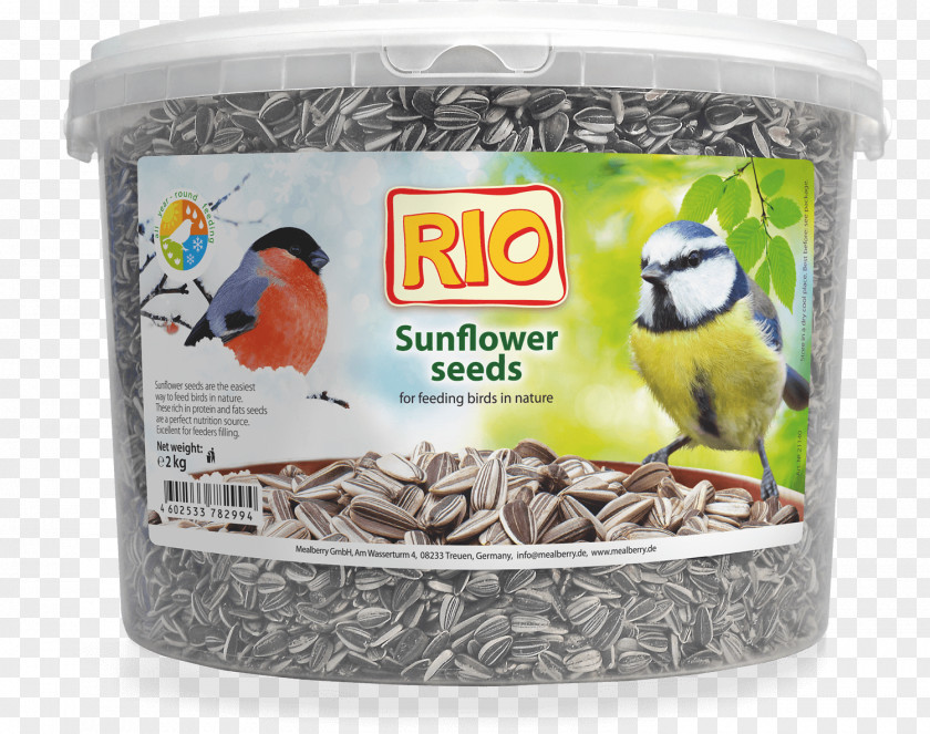 Bird Food Sunflower Seed Common Feeders PNG