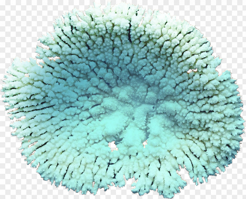 Coral Algae Clip Art PNG