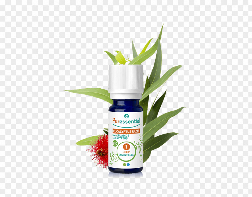 Eucalyptus Radiata Essential Oil Limonene PNG