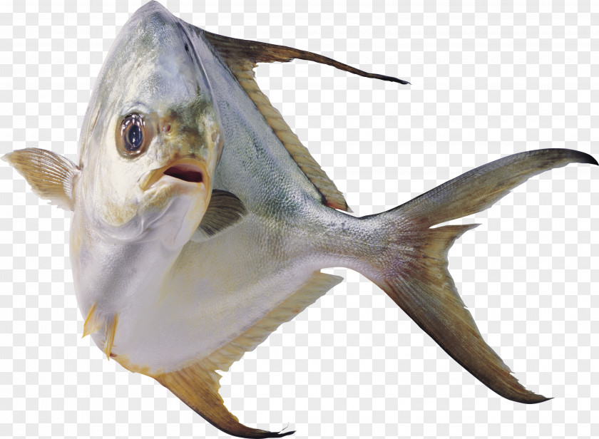 Fish Information PNG