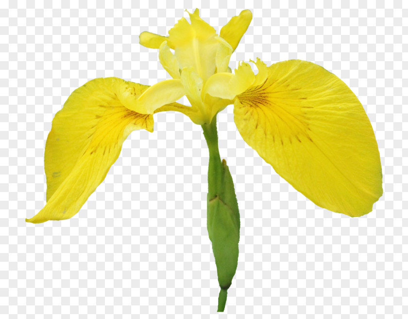 Flower Cut Flowers Irises Clip Art PNG