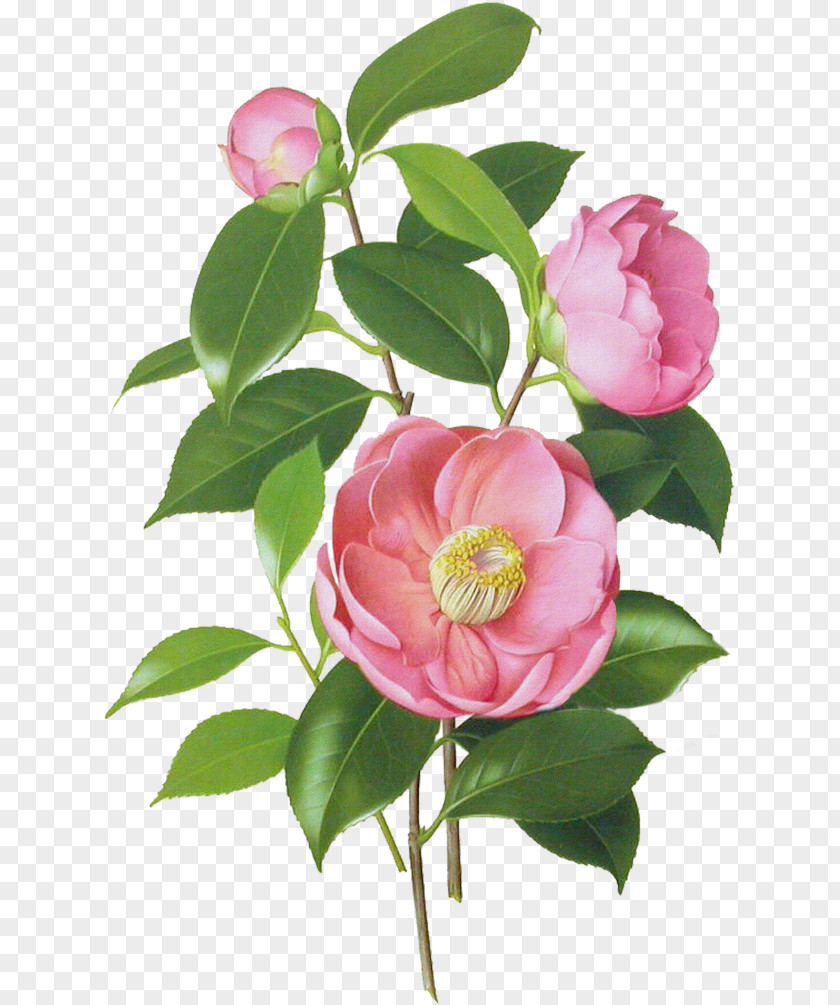 Flower Japanese Camellia Botanical Illustration Botany Watercolor Painting PNG