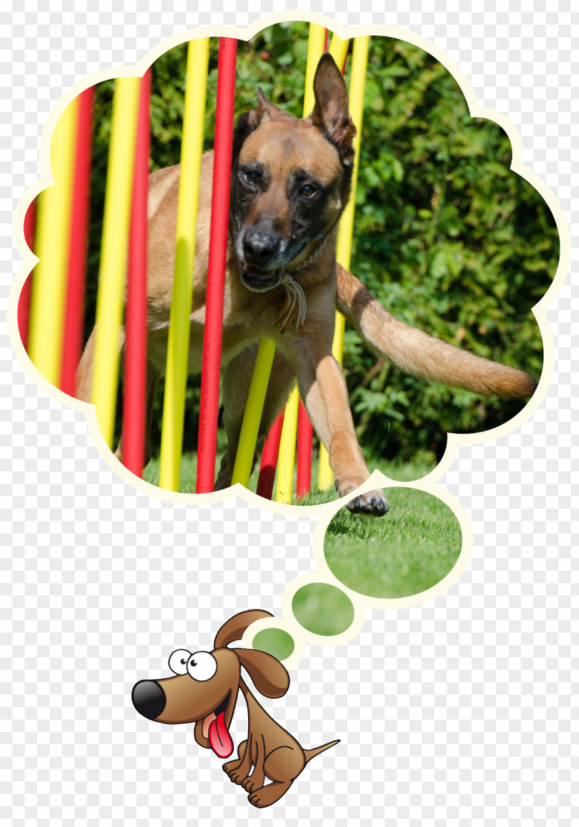 Teacup Dogs Agility Association Dog Breed Malinois Belgian Shepherd Border Collie Scotch PNG