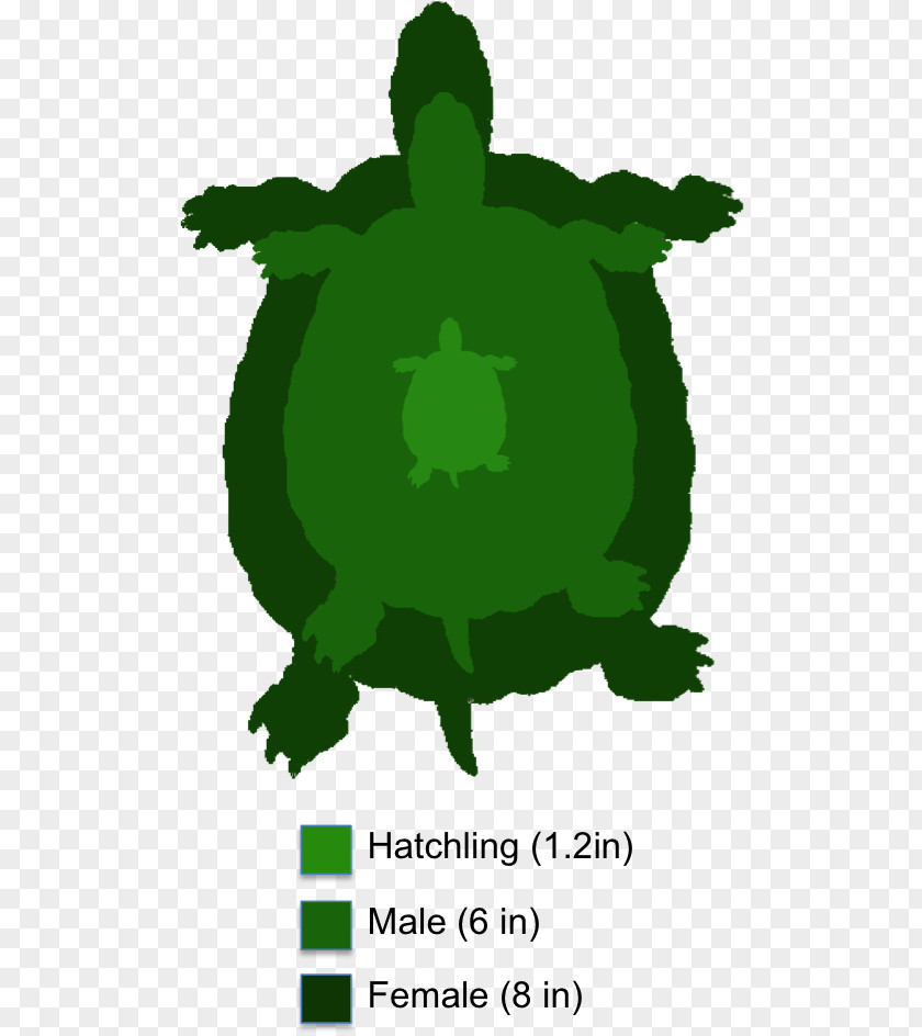 Box Turtle Tortoise Painted Reptile Yellow-bellied Slider PNG