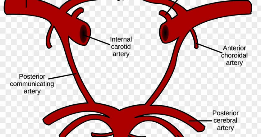 Brain Circle Of Willis Internal Carotid Artery Common Vertebral PNG