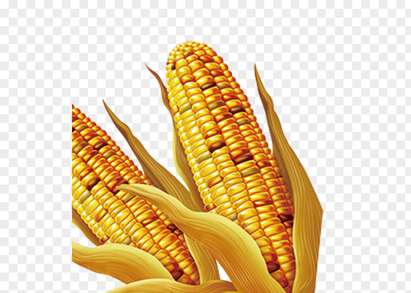 Corn Maize Download PNG
