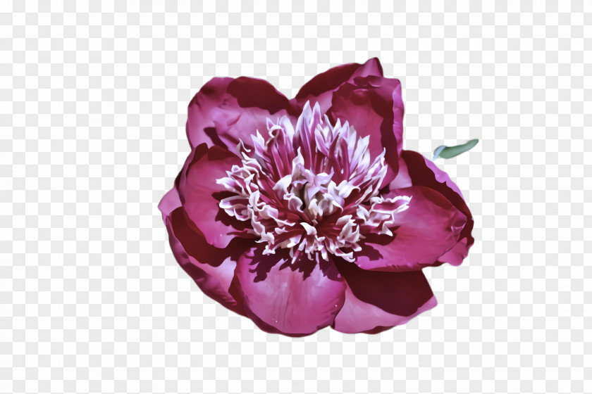 Cut Flowers Magenta Petal Violet Flower Purple Pink PNG