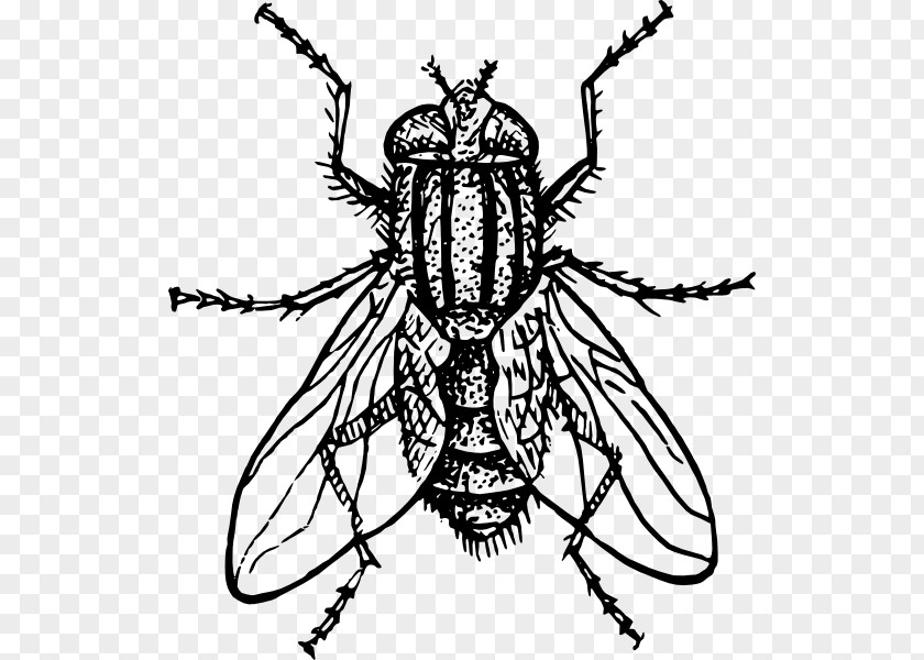Fly Vector Housefly Drawing Insect PNG