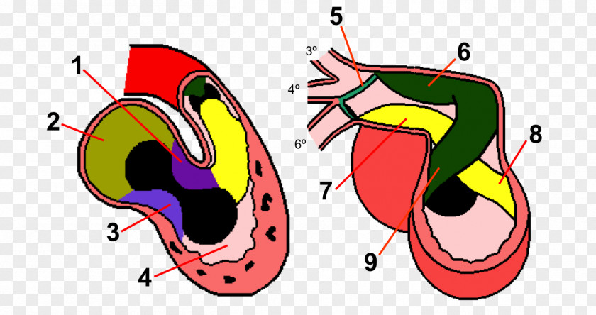 Heart Human Anatomy Embryology Development PNG
