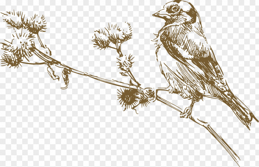 Sparrow On The Branch Vector Bird Euclidean Drawing Illustration PNG