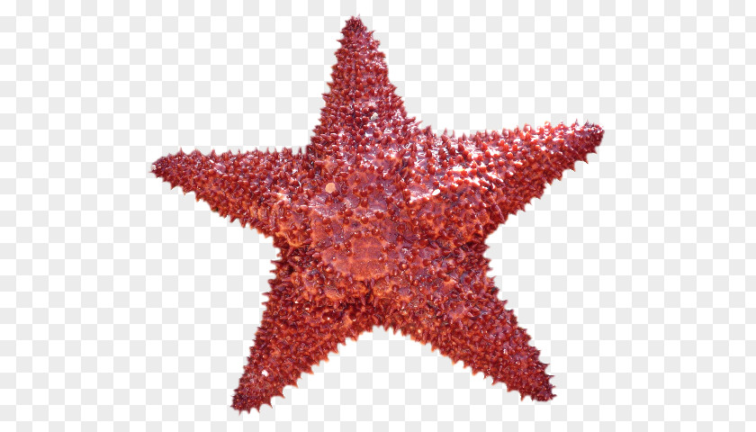 Starfish Clip Art Image Callopatiria Granifera PNG
