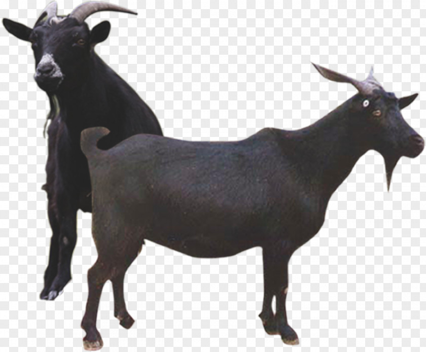 Two Black Goats Goat Gratis Agriculture PNG