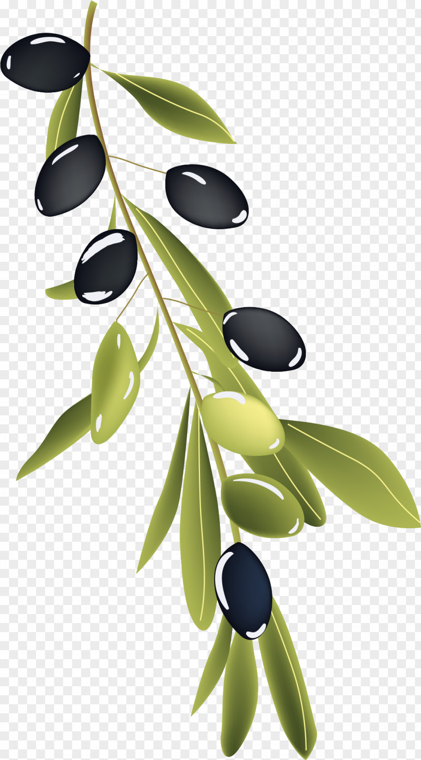 Vector Hand Painted Olive Branch Drawing PNG