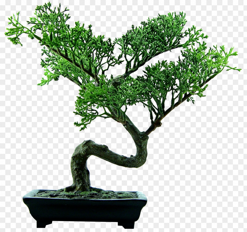Bonsai Tree I Eat Plants For A Living Gratitude Honest Where Ive Been That Is All PNG