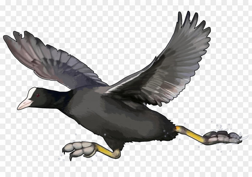 Duck Fauna Wildlife Feather Beak PNG