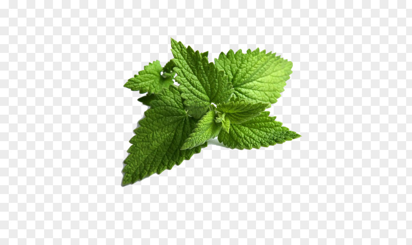 Leaf Mentha Spicata Peppermint Wild Mint Water PNG