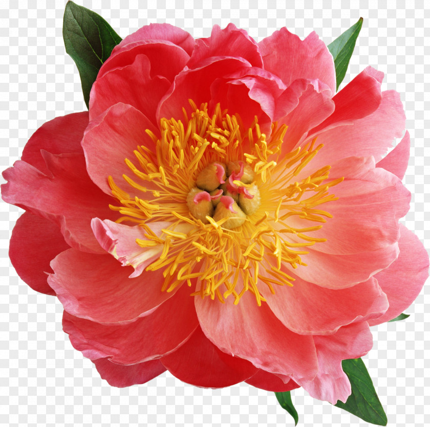 Peony Flower Animation PNG
