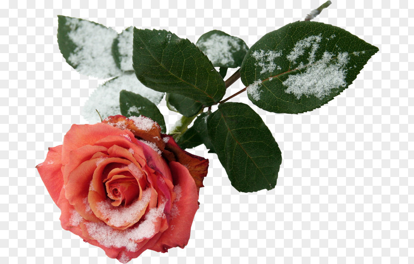 Rose Flower Garden Roses Clip Art PNG