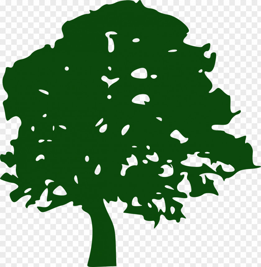 Tree Pine Southern Live Oak Clip Art PNG